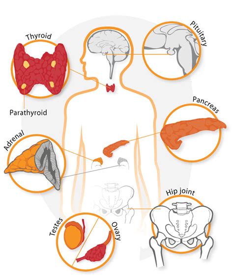 5 Ways Gwu Leads In Endocrinology Research