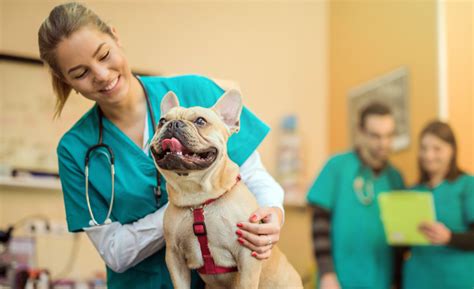 5 Ways Universal City Vet Cares For Your Pet