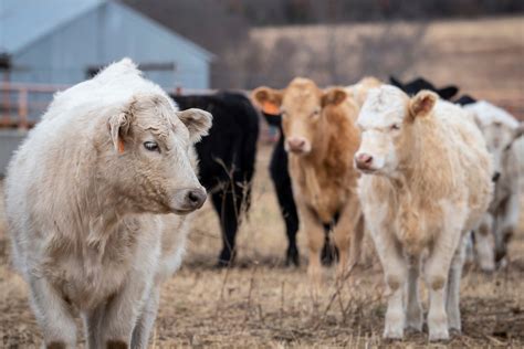 6 Top Livestock Breeds At Oklahoma State University