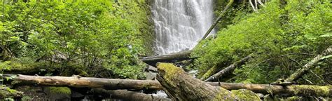 Explore University Falls Trail In Oregon