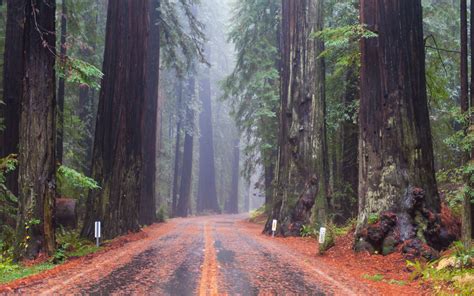 Exploring The Majestic Redwoods At University District