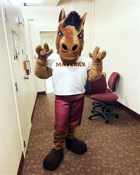 Midwestern State University Mascot: The Mustangs Spirit Lives