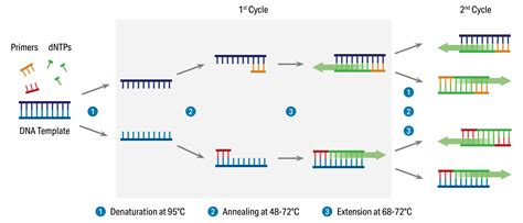 Optimizing Pcr With Universal Primers: A Simplified Guide