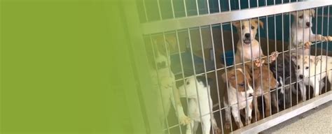 Universal City Animal Shelter San Antonio Adopt Pets