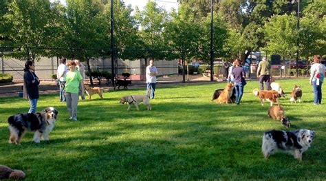 University Lake Dog Park: Off-Leash Fun For Your Pet